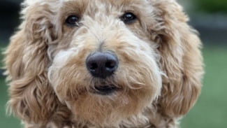 Uw hond is ook welkom in dit museum!